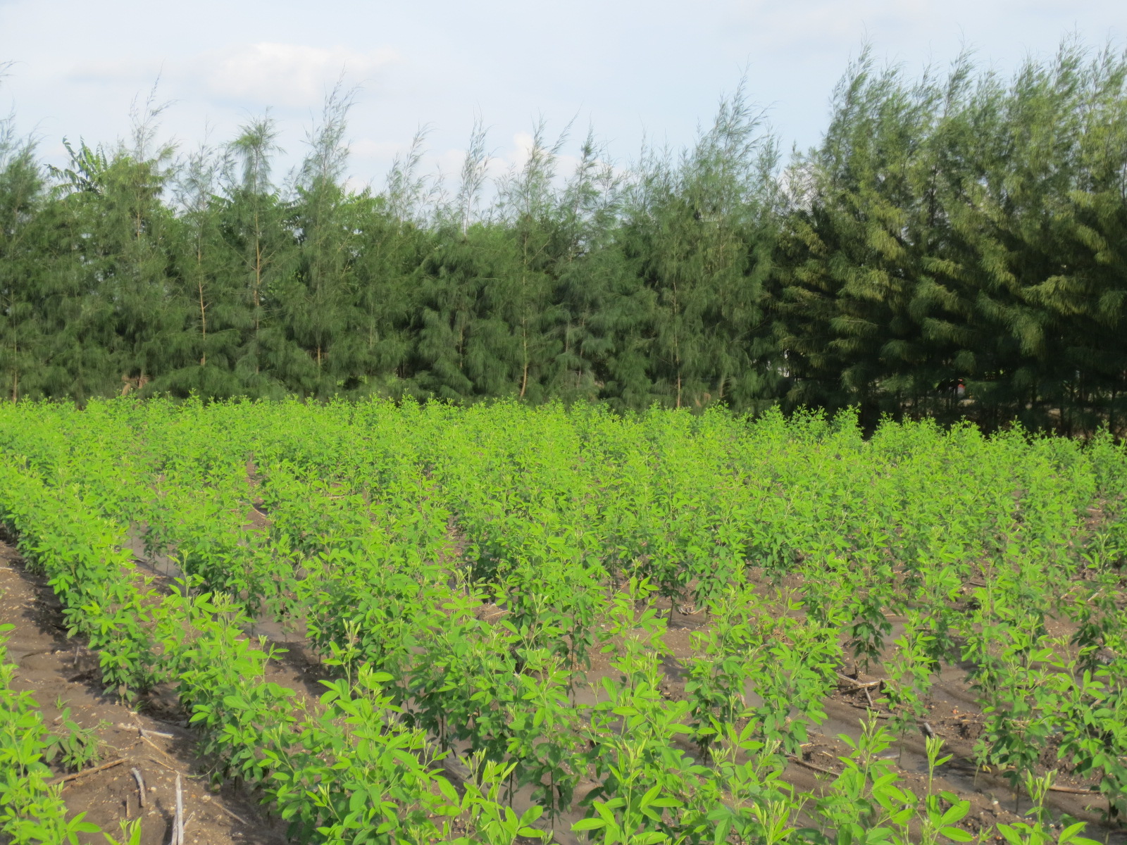 Windbreak clones in Red gram field in Idigarai Coimbatore 
